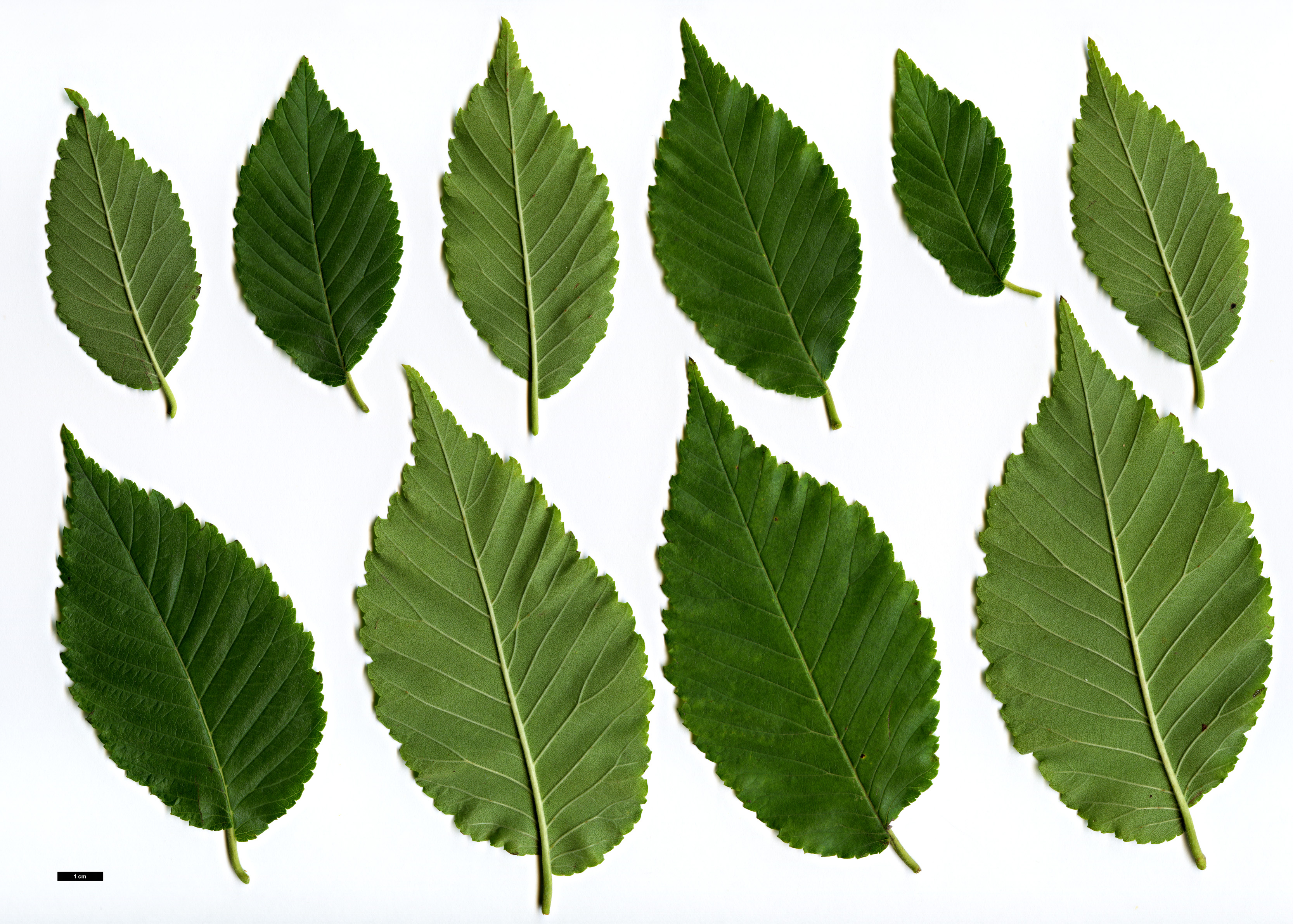 High resolution image: Family: Ulmaceae - Genus: Ulmus - Taxon: davidiana - SpeciesSub: var. japonica
